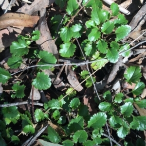 Goodenia hederacea subsp. alpestris at Cotter River, ACT - 24 May 2015