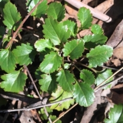 Goodenia hederacea subsp. alpestris at Cotter River, ACT - 24 May 2015