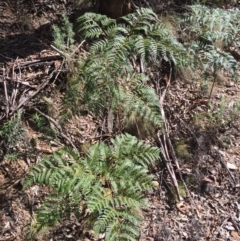 Pteridium esculentum (Bracken) at Namadgi National Park - 24 May 2015 by AaronClausen