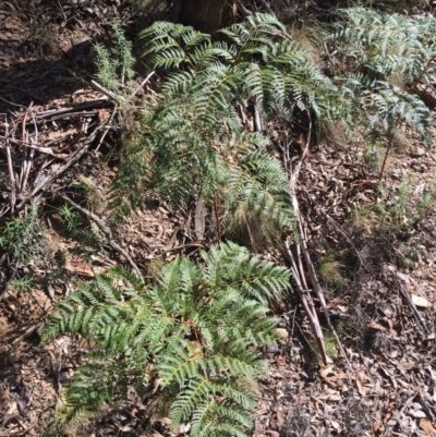 Pteridium esculentum (Bracken) at Namadgi National Park - 24 May 2015 by AaronClausen