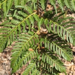 Pteridium esculentum at Cotter River, ACT - 24 May 2015 11:50 AM