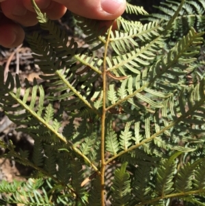 Pteridium esculentum at Cotter River, ACT - 24 May 2015 11:50 AM