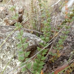 Cheilanthes distans (Bristly Cloak Fern) at The Pinnacle - 1 May 2015 by Rosie