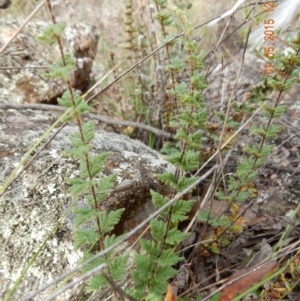 Cheilanthes distans at Dunlop, ACT - 1 May 2015