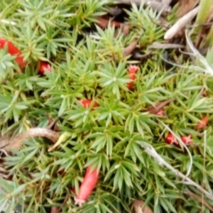 Styphelia humifusum at Fraser, ACT - 18 Apr 2015 12:42 PM