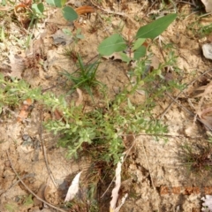 Centipeda cunninghamii (Common Sneezeweed) at Belconnen, ACT - 23 Mar 2015 by Rosie