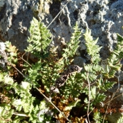 Cheilanthes distans (Bristly Cloak Fern) at Mount Rogers - 24 May 2015 by Rosie