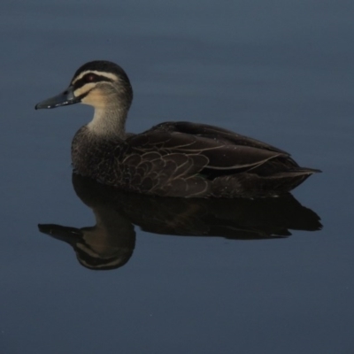 Anas superciliosa (Pacific Black Duck) at Stranger Pond - 24 May 2015 by michaelb
