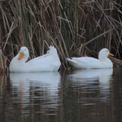 Anas platyrhynchos (Mallard (Domestic Type)) at Bonython, ACT - 24 May 2015 by MichaelBedingfield