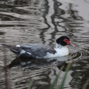 Cairina moschata at Gordon, ACT - 30 Apr 2015