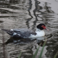 Cairina moschata (Domestic) (Muscovy Duck (Domestic Type)) at Gordon, ACT - 30 Apr 2015 by michaelb