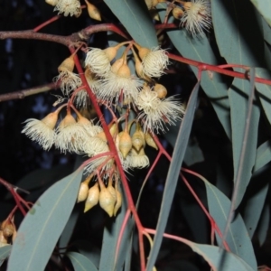 Eucalyptus sideroxylon at Bonython, ACT - 24 May 2015