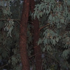 Eucalyptus sideroxylon at Bonython, ACT - 24 May 2015 06:36 PM