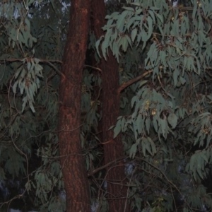 Eucalyptus sideroxylon at Bonython, ACT - 24 May 2015 06:36 PM