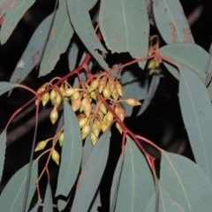 Eucalyptus sideroxylon at Bonython, ACT - 24 May 2015