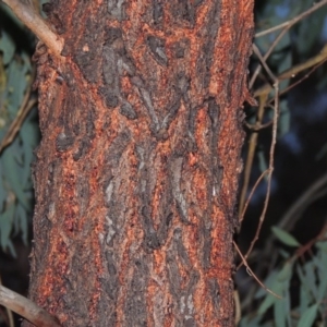 Eucalyptus sideroxylon at Bonython, ACT - 24 May 2015