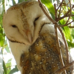 Tyto alba (Barn Owl) at Fyshwick, ACT - 30 Apr 2013 by SteveW