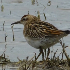 Calidris acuminata (Sharp-tailed Sandpiper) at Campbell, ACT - 17 Oct 2013 by SteveW