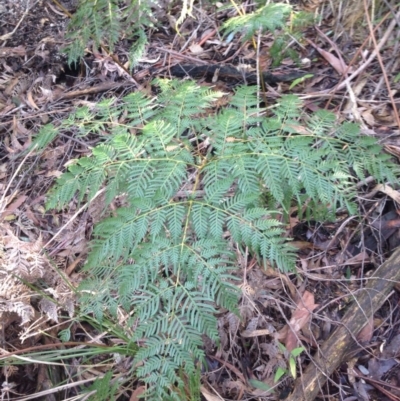 Pteridium esculentum (Bracken) at Tidbinbilla Nature Reserve - 24 May 2015 by TobiasHayashi