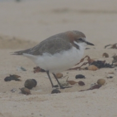 Anarhynchus ruficapillus (Red-capped Plover) at Lake Tabourie, NSW - 11 Jun 2014 by MichaelBedingfield