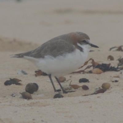 Anarhynchus ruficapillus (Red-capped Plover) at Lake Tabourie, NSW - 11 Jun 2014 by michaelb