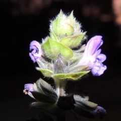 Salvia verbenaca var. verbenaca (Wild Sage) at Gordon, ACT - 21 May 2015 by MichaelBedingfield