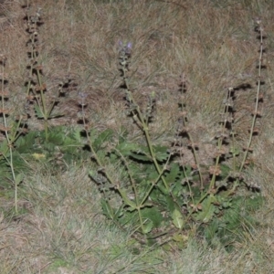 Salvia verbenaca var. verbenaca at Gordon, ACT - 21 May 2015