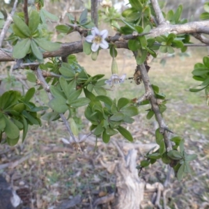 Lycium ferocissimum at Symonston, ACT - 25 May 2015