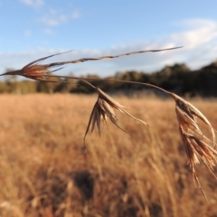 Themeda triandra (Kangaroo Grass) at Umbagong District Park - 25 May 2015 by michaelb