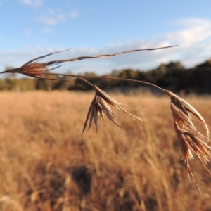 Themeda triandra at Latham, ACT - 25 May 2015 05:45 PM