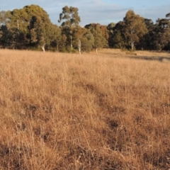 Themeda triandra at Latham, ACT - 25 May 2015