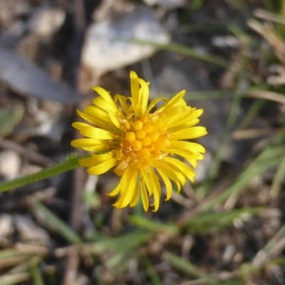 Calotis lappulacea (Yellow Burr Daisy) at Mount Mugga Mugga - 25 May 2015 by Mike