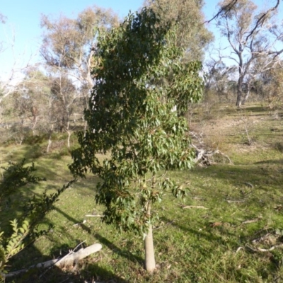 Brachychiton populneus subsp. populneus (Kurrajong) at Mount Mugga Mugga - 25 May 2015 by Mike