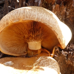 Gymnopilus junonius at Isaacs Ridge and Nearby - 24 May 2015