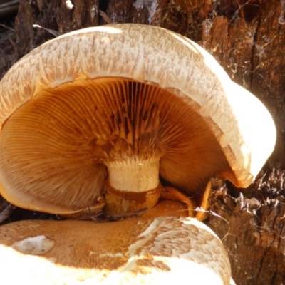 Gymnopilus junonius (Spectauclar Rustgill) at Isaacs Ridge and Nearby - 24 May 2015 by Mike