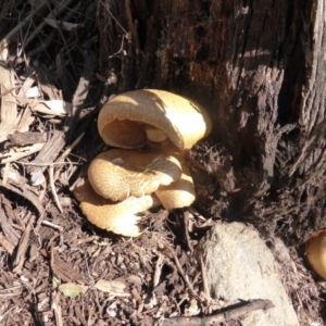 Gymnopilus junonius at Isaacs Ridge and Nearby - 24 May 2015