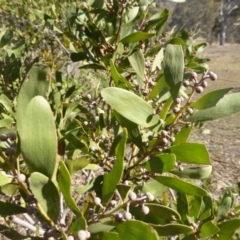 Acacia melanoxylon (Blackwood) at Jerrabomberra, ACT - 18 May 2015 by Mike