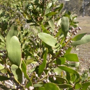 Acacia melanoxylon at Isaacs Ridge - 18 May 2015
