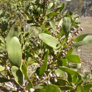 Acacia melanoxylon at Isaacs Ridge - 18 May 2015 12:26 PM