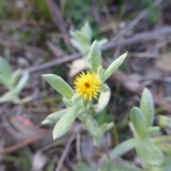 Chrysocephalum apiculatum (Common Everlasting) at Mount Mugga Mugga - 17 May 2015 by Mike