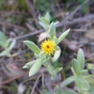 Chrysocephalum apiculatum at O'Malley, ACT - 17 May 2015 04:47 PM