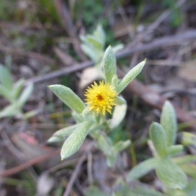 Chrysocephalum apiculatum (Common Everlasting) at Mount Mugga Mugga - 17 May 2015 by Mike