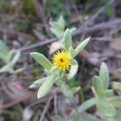 Chrysocephalum apiculatum (Common Everlasting) at O'Malley, ACT - 17 May 2015 by Mike
