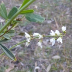 Melilotus albus (Bokhara) at Mount Mugga Mugga - 17 May 2015 by Mike