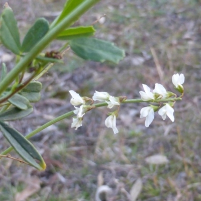 Melilotus albus (Bokhara Clover) at O'Malley, ACT - 17 May 2015 by Mike
