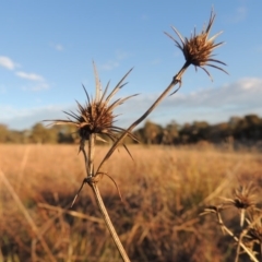 Eryngium ovinum (Blue Devil) at Macgregor, ACT - 25 May 2015 by michaelb