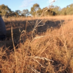 Poa sieberiana (Poa Tussock) at Macgregor, ACT - 25 May 2015 by michaelb