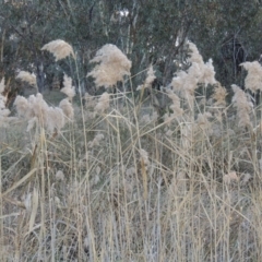 Phragmites australis (Common Reed) at Macgregor, ACT - 25 May 2015 by michaelb