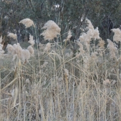 Phragmites australis (Common Reed) at Macgregor, ACT - 25 May 2015 by MichaelBedingfield