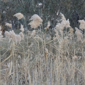 Phragmites australis at Macgregor, ACT - 25 May 2015